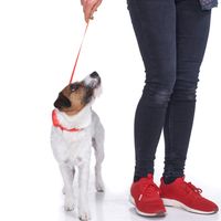 doddle for dogs Halsband mit integrierter Leine