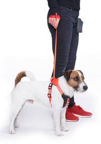 doddle for dogs Hundegeschirr mit integrierter Leine